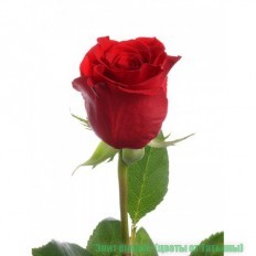 Роза - Доставка свежих цветов и букетов г.Кировград, г.Невьянск ,г.Верхний Тагил